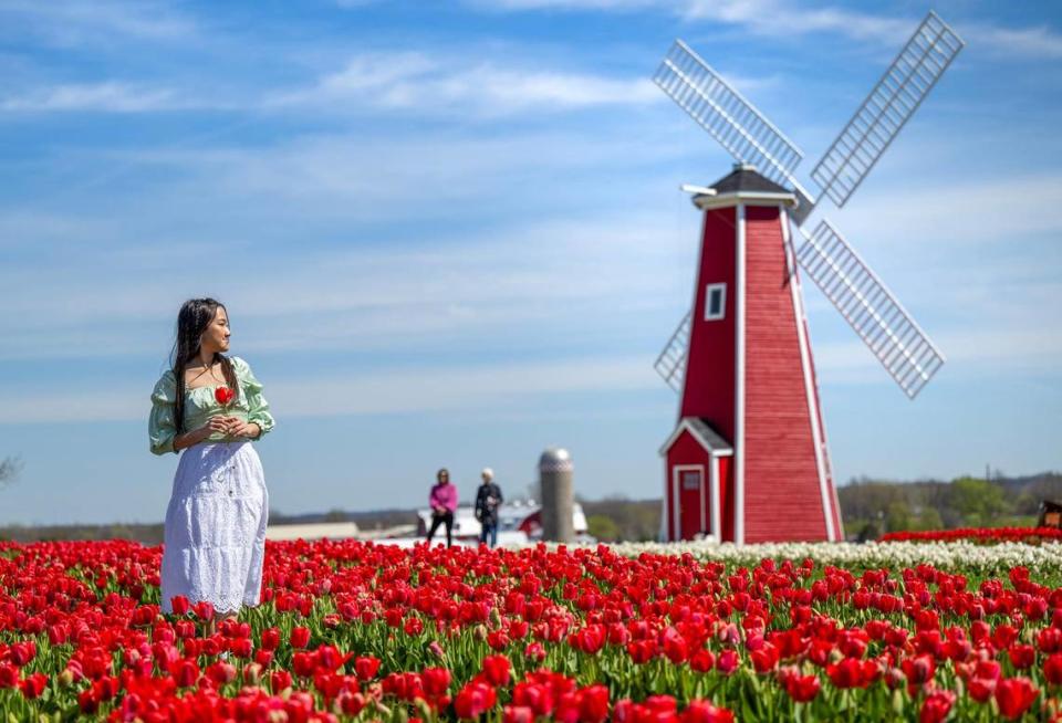 Doi Lahkang, 21, of Omaha, Nebraska, visits the tulip fields during the opening day of the Tulip Festival at The Fun Farm on Friday, April 5, 2024, in Kearney, Missouri.. The farm, which is known for its’ acres of pumpkins, has over 1.5 million tulip bulbs planted across 12 acres for their fourth annual Tulip Festival.