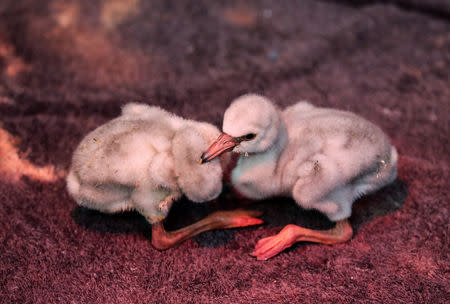 Rescued Lesser Flamingo chicks await treatment and feeding after being moved from a dam in the Northern Cape Province to the SANCCOB rehabilitation centre in Cape Town, South Africa January 30, 2019. REUTERS/Sumaya Hisham