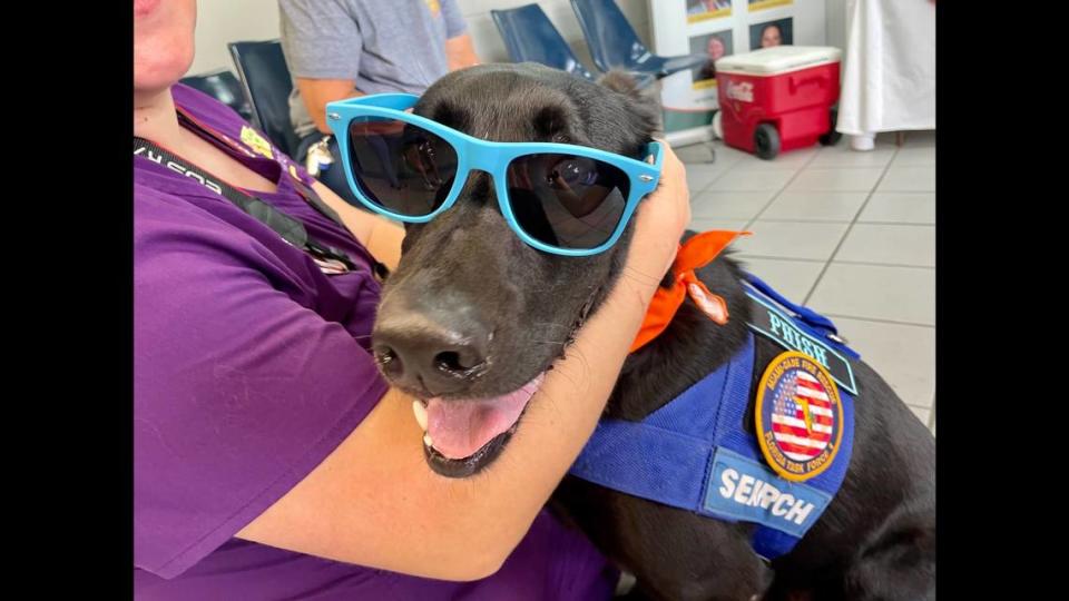 Phish is a good boy after his eye exam. He works with Miami-Dade Fire Rescue Urban Search and Rescue.