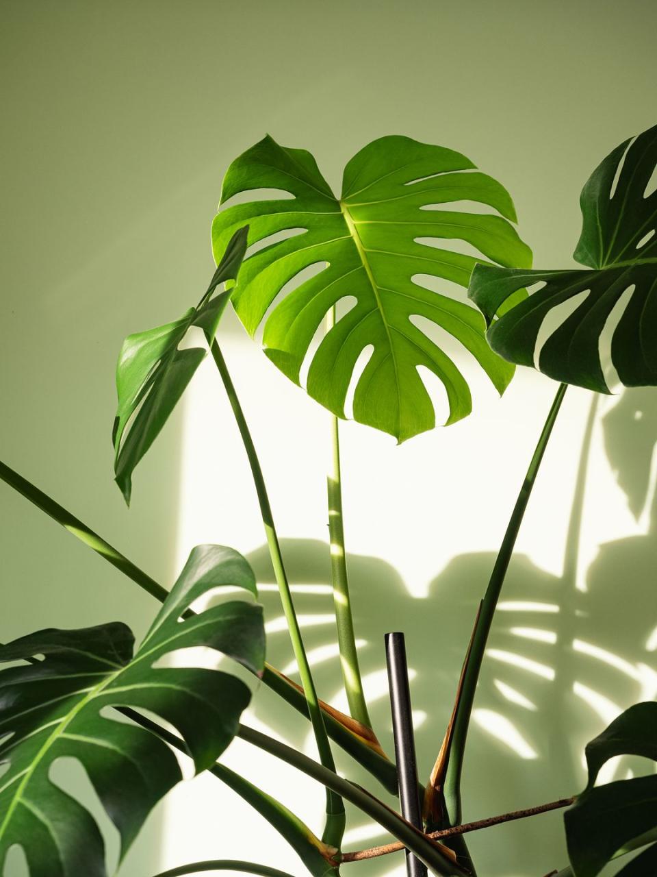 close up of big leaves of monstera deliciosa palm in bright lit against green wall the hurricane or swiss cheese plant