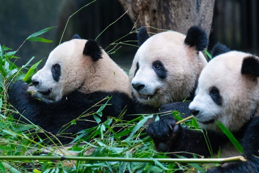 Giant pandas eat bamboo at Chongqing Zoo in Chongqing, China, on May 2, 2024. (Photo by Costfoto/NurPhoto via Getty Images)
