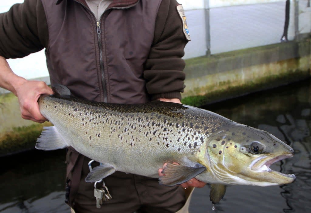 Atlantic Salmon-Maine Dams (Copyright 2017 The Associated Press. All rights reserved.)