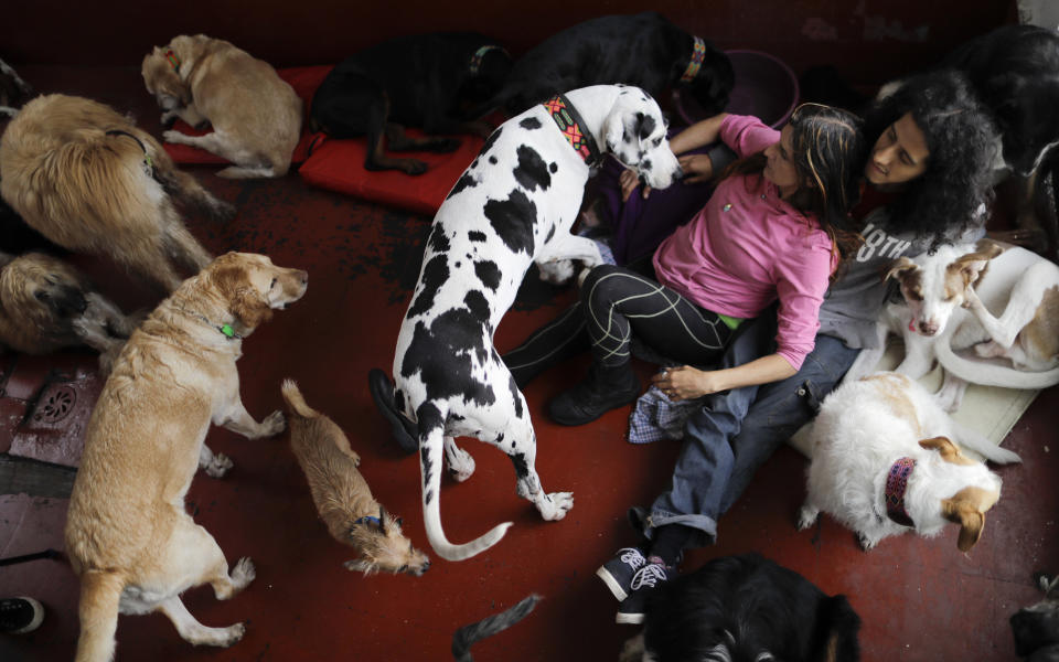 <p>Jair and Mariam Luzan interact with their pets as they pose for a picture in their temporary home in the aftermath of a 7.1-magnitude earthquake that made them abandon their animal rescue home with their 50 dogs and pet pig, in Mexico City, Friday, Sept. 22, 2017. (Photo: Natacha Pisarenko/AP) </p>