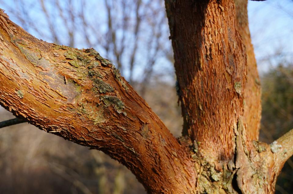 Girard’s maple bark appears striated at Secrest Arboretum.