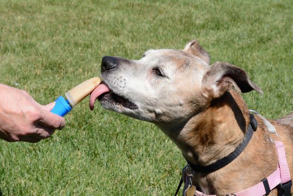 Do not actually give your dog a boozy popsicle.