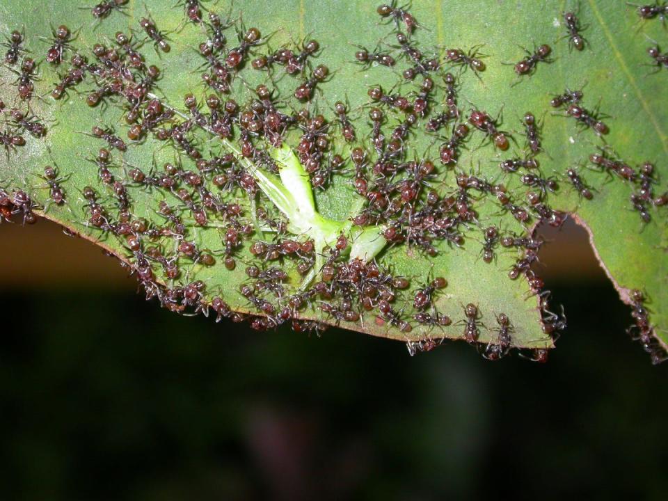 Fourmis Azteca andreae qui chassent un insecte sur une feuille de Cecropia obtusa en Guyane française. Céline Leroy, Fourni par l'auteur