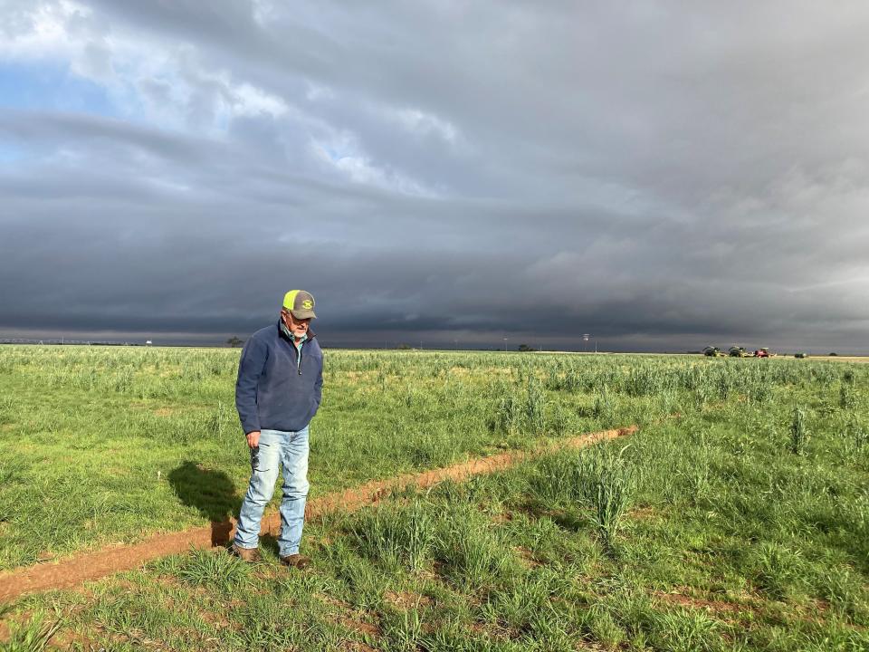 Tim Black checks on native grasses growing on his farm in Muleshoe, Texas, Tuesday, May 18, 2021. Black planted the grasses to help keep soil from blowing and to provide grazing for his cattle. More farmers are planting native grasses as the Ogallala aquifer dries up, making irrigation of traditional crops more difficult. (AP Photo/Tammy Webber)