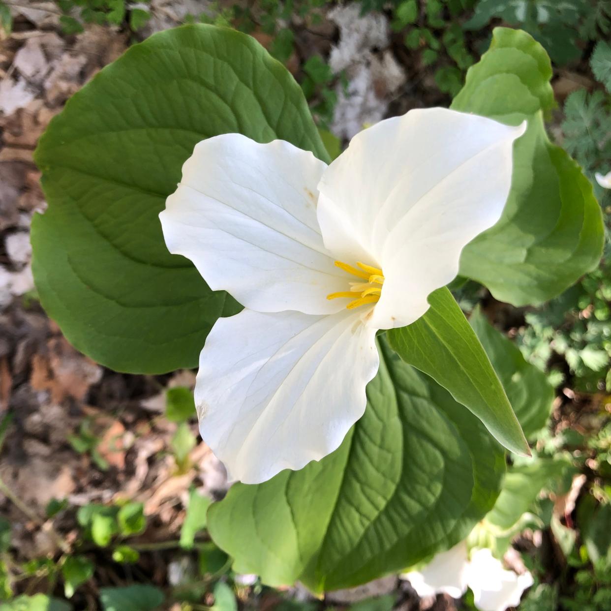 Large-flowered white trilliums are in full bloom at Trillium Ravine Nature Preserve in Niles and at other local nature preserves.