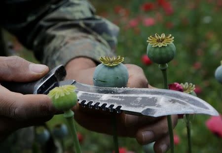 A soldier shows the lancing of a poppy bulb to extract the sap, which is used to make opium, during a military operation to destroy a poppy field in the municipality of Coyuca de Catalan, Mexico April 18, 2017. Picture taken April 18, 2017. REUTERS/Henry Romero