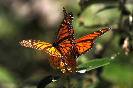 FILE PHOTO: Monarch butterflies cling to a plant at the Monarch Grove Sanctuary in Pacific Grove, California, U.S., December 30, 2014. REUTERS/Michael Fiala/File Photo