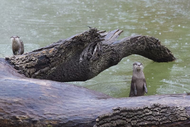 The dwarf otters Susi and Strolch romp around the new island world, Otter Island, at Tierpark Berlin. Dwarf otters, as well as deer boars and crested macaques, frolic in the water, on land or at lofty heights on an area of around 3,000 square meters and are intended to provide an insight into the habitat of the Indonesian island world. Joerg Carstensen/dpa