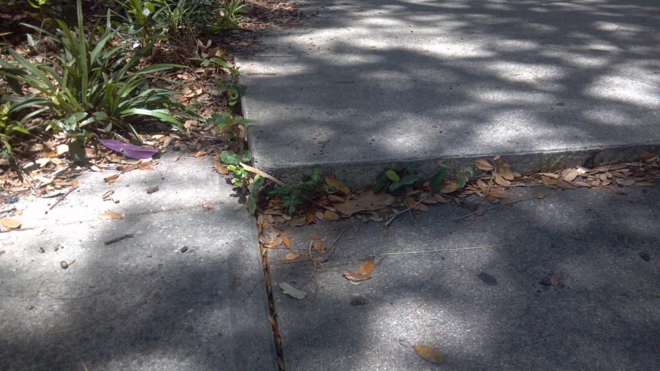 A live oak tree planted too close to a sidewalk can lift the cement.