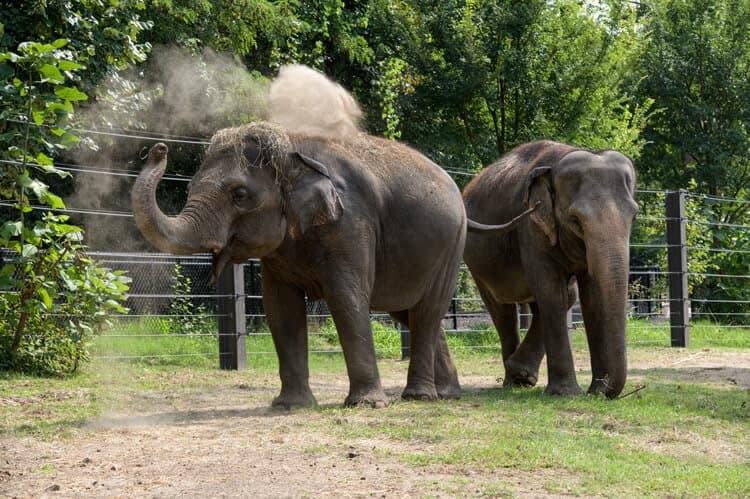 Asian elephant Rani (L) died at the St. Louis Zoo after a small dog ran near the elephant barn. Rani lived at the zoo with her mother, Ellie. Photo courtesy of St. Louis Zoo
