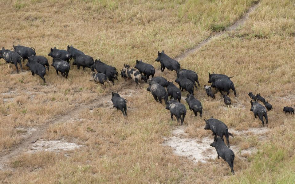 Shooting from helicopters and using baited traps on the ground are two of the strategies used for killing wild pigs