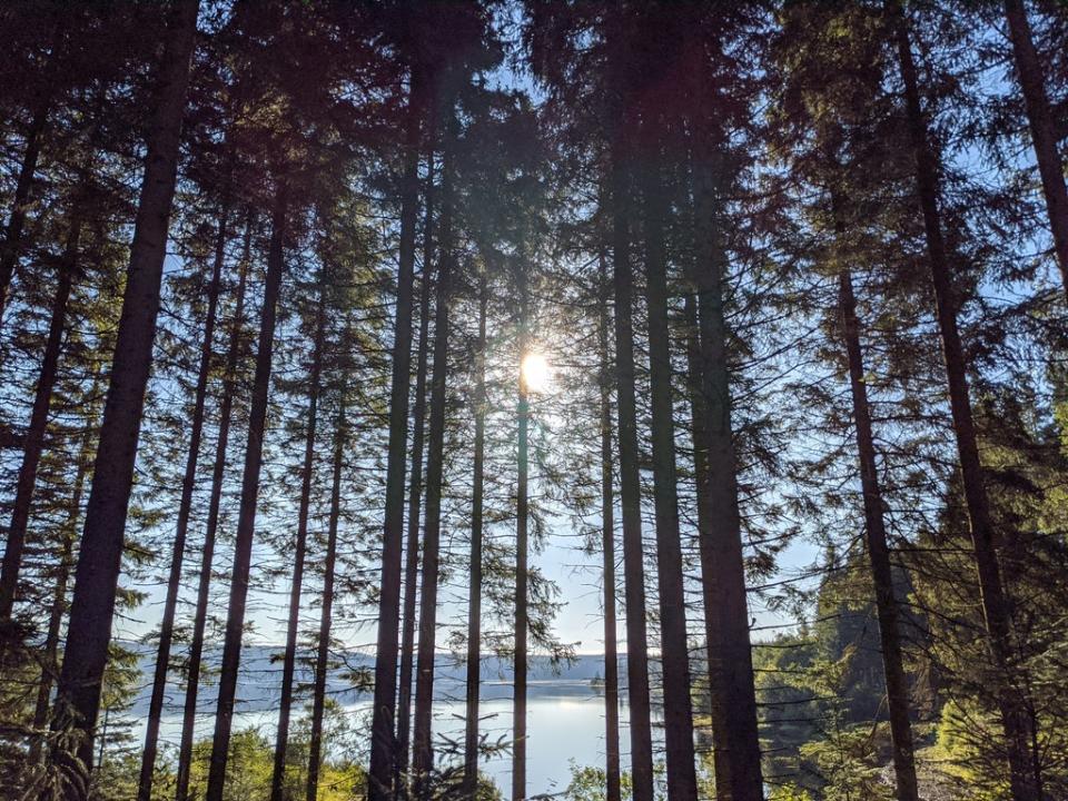 Sky-scraping conifers line the main road through the park (Daniel Hall)