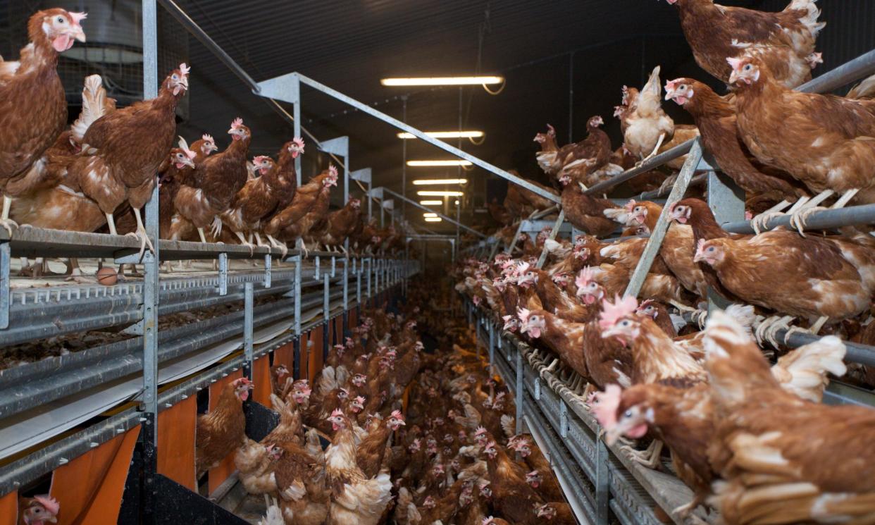 <span>Battery-farmed hens at a farm in England. Chickens and turkeys weighing under 10kg should not be carried upside down around farms or while being loaded or unloaded, according to current rules.</span><span>Photograph: Mark Henderson/Alamy</span>