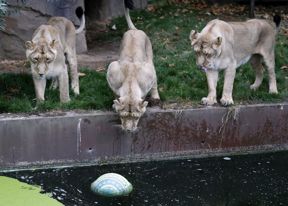 London Zoo's lionesses, sisters Heidi, Indi and Rubi, watch a ball in the water, a day ahead of World Lion Day in London, Thursday, Aug. 9, 2018. The pride will be celebrating conservation success as Asiatic lions numbers continue to increase. (AP Photo/Frank Augstein)