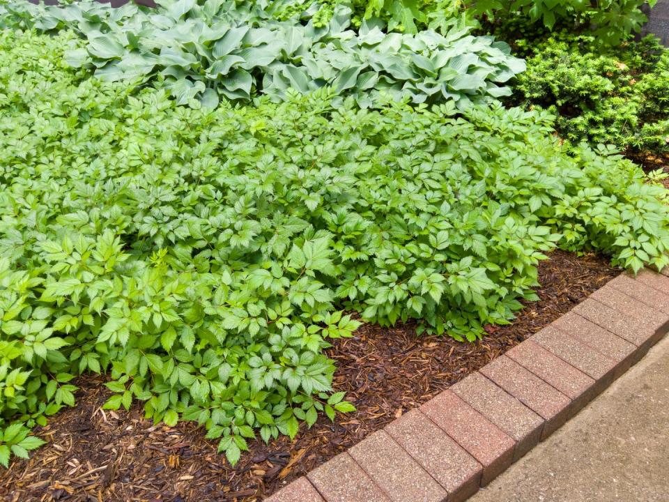 Green leafy garden plants with brick border