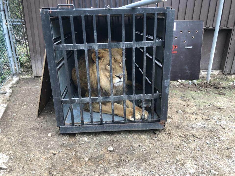 Aslan the African lion is loaded into a crate on June 2, 2021 for the drive to his temporary home at the Granby Zoo in Quebec.  (Submitted by Erin Brown - image credit)