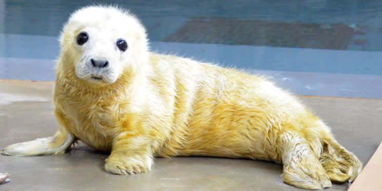 Where it all began: This tiny seal started the best tweet-off ever (Twitter/NationalZoo) 