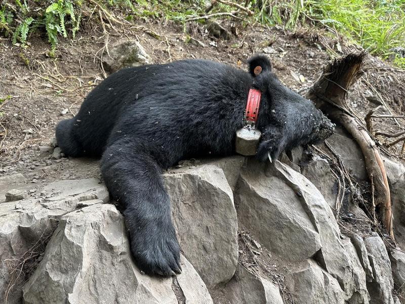 編號93685的台灣黑熊近日被發現死亡，研判死因是脫水。（林務局東勢林區管理處提供）