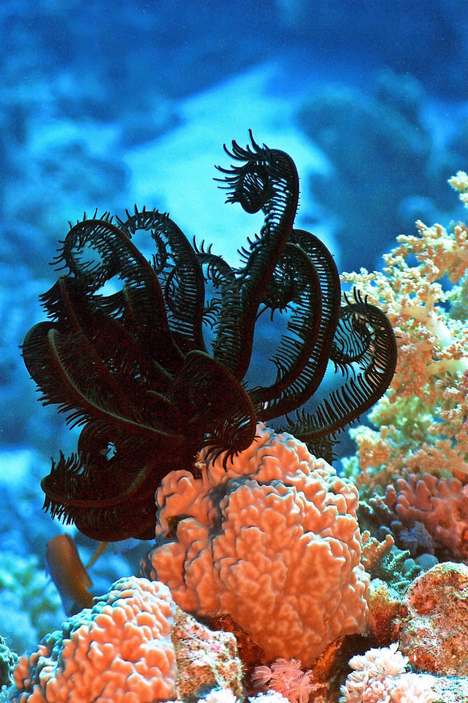 A Feather Stars is a type of crinoid. This one was photographed near Egypt.