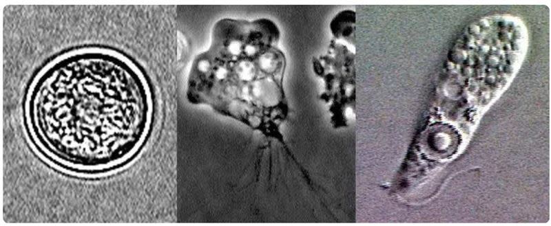 食腦阿米巴蟲，在室內感染十分少見。（圖／翻攝自美國CDC）