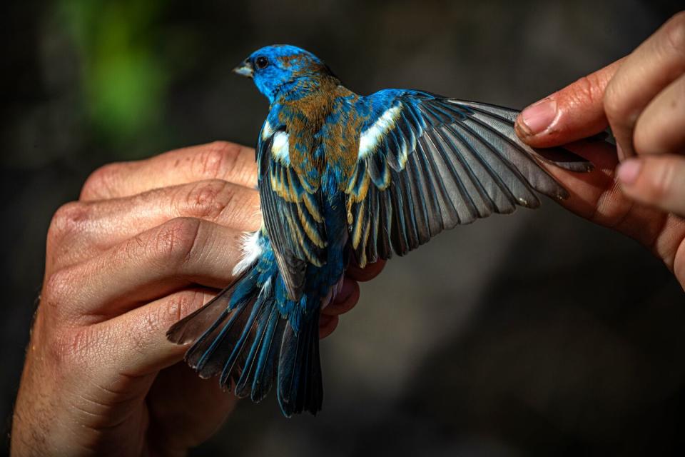 Hands hold a small bird