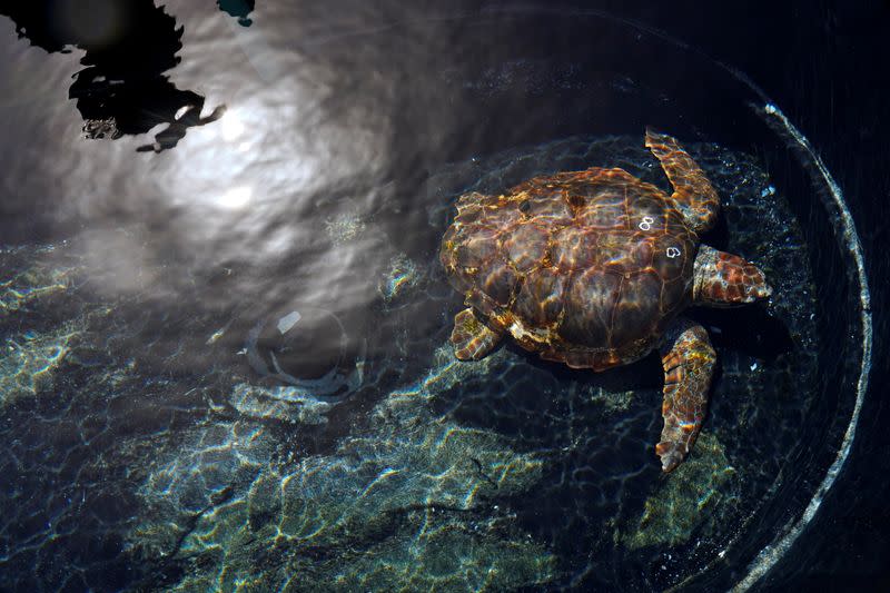 A Caretta caretta turtle, which was rescued from a fishing line in April and recovered in a conservation centre in Morrojable, is being released, in the Canary island of Fuerteventura