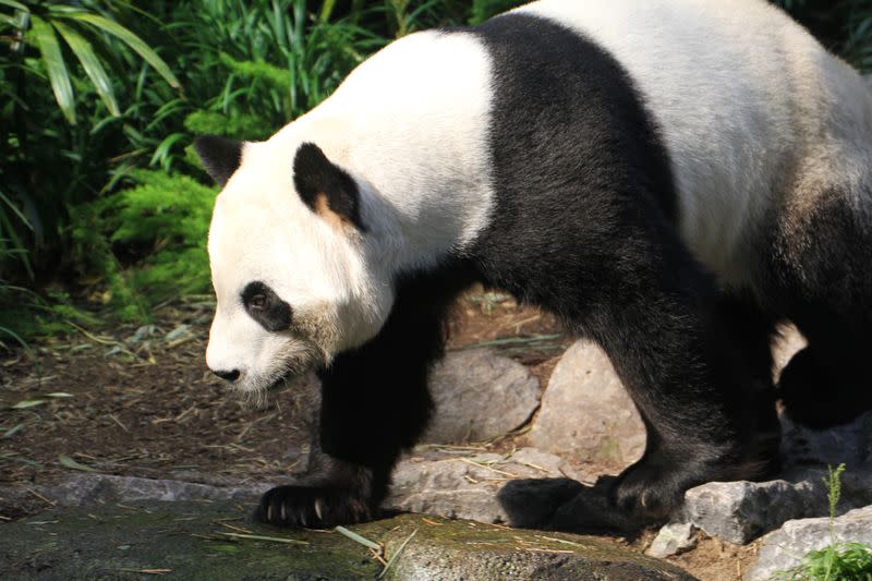 Adult male panda Da Mao is seen in an undated photograph provided by the Calgary Zoo