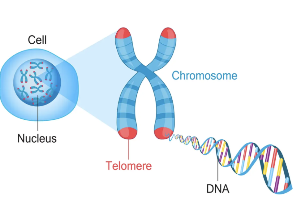 Telomere schützen eure DNA vor Schäden, die zu Alterungsprozessen führen können. Mit der Zeit verlieren sie jedoch ihre Schutzfunktion. - Copyright: FancyTapis / Getty Images