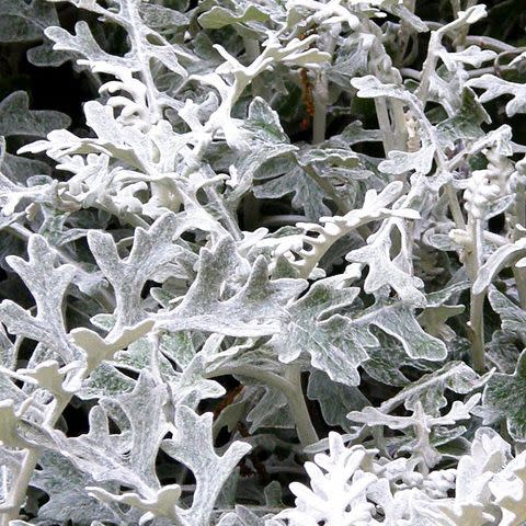 Dusty Miller plants don't need flowers, to be ornamental.