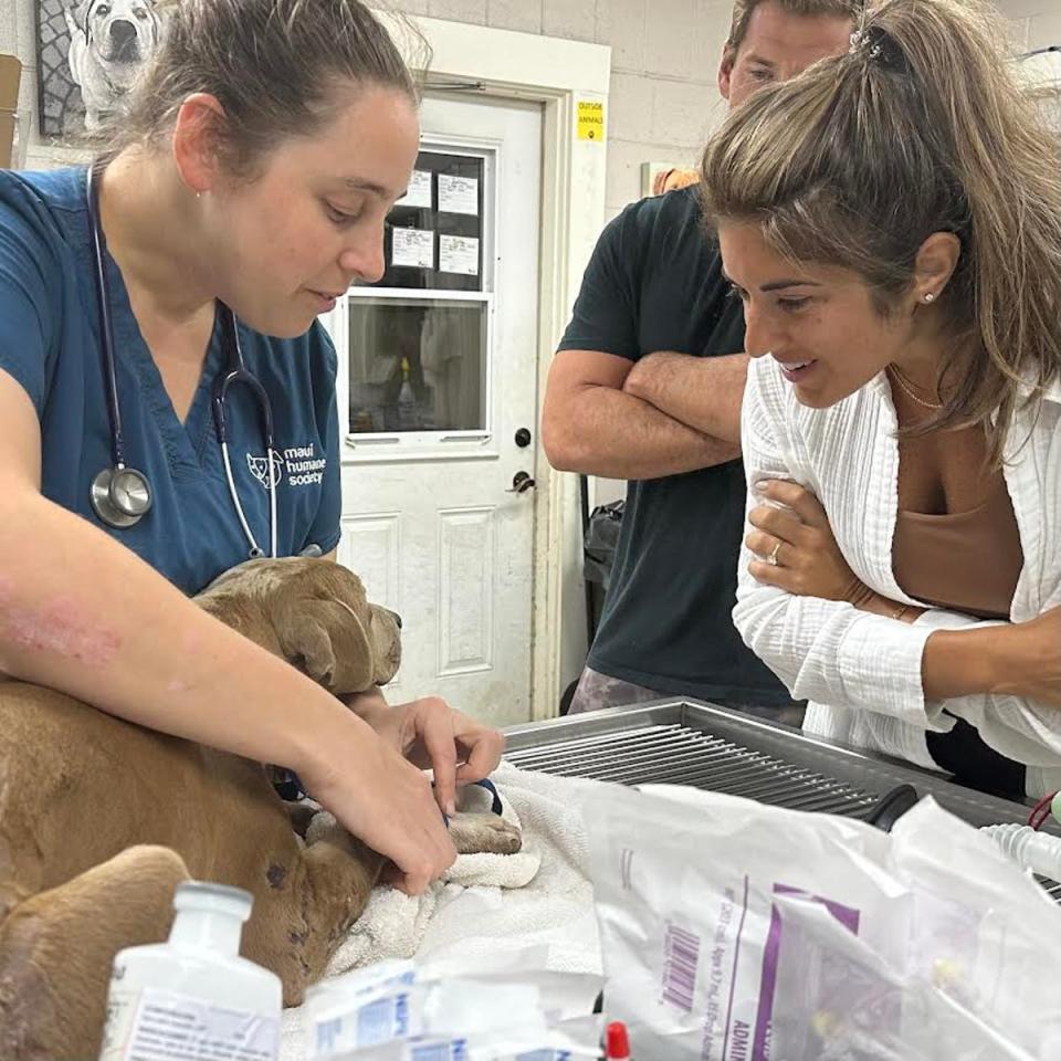 Roman ran off when his dog sitter jumped into the ocean to escape the flames. (Maui Humane Society)