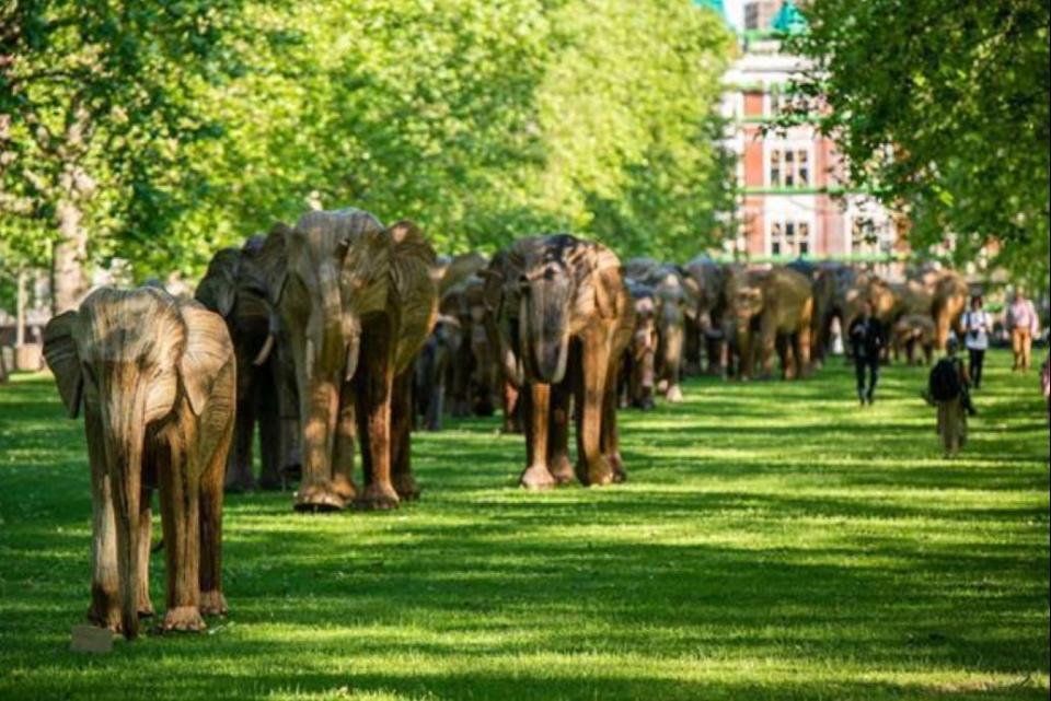 A total of eight herds will be distributed between Green Park, St James’s Park and Berkeley Square ( Jonathan Clifford)
