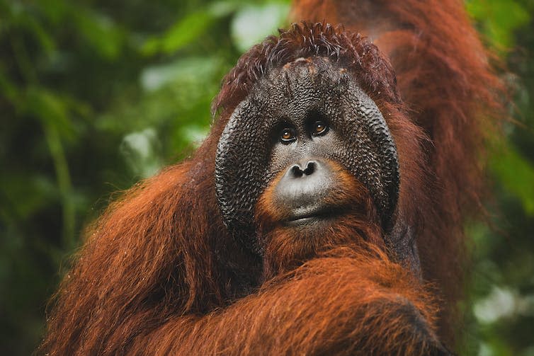 Sad looking orangutan