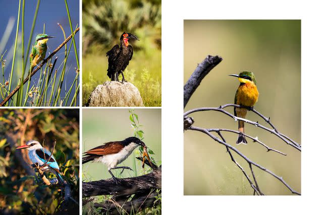 <p>Crookes&Jackson</p> Clockwise from top left: The blue-cheeked bee-eater is a sit-and-wait predator, which flies out from open perches to grab insects in midair; southern ground hornbills are categorized as endangered due to habitat loss and slow reproductive rates; as its name suggests, the little bee-eater is Africa's smallest bee-eater, at six to seven inches; Burchell's coucal is named after British naturalist William John Burchell and eats amphibians, insects, and snails; woodland kingfishers nest in hollow trees and cavities made by woodpeckers and barbets.