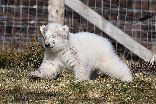 The Royal Zoological Society of Scotland announced that its female polar bear Victoria gave birth at Highland Wildlife Park to the first cub to be born in the UK for 25 years. (Photo by Jeff J Mitchell/Getty Images)