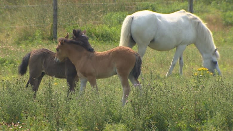 2 Newfoundland pony foals helping family farm preserve the population