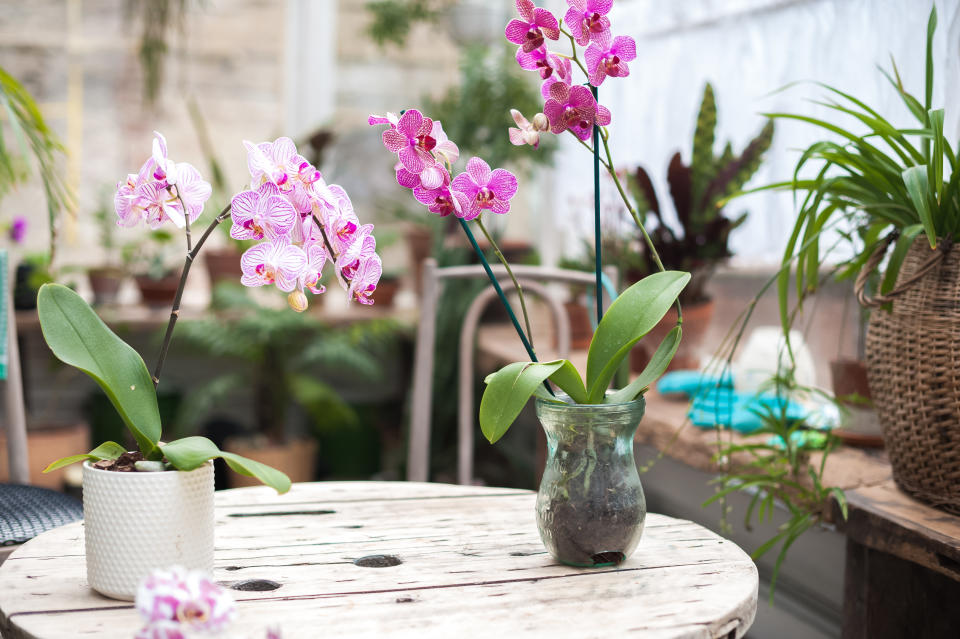 Wie pflege ich meine Orchidee am besten? Mit den richtigen Tipps blühen die Pflanzen auf. (Symbolbild: Getty Images)