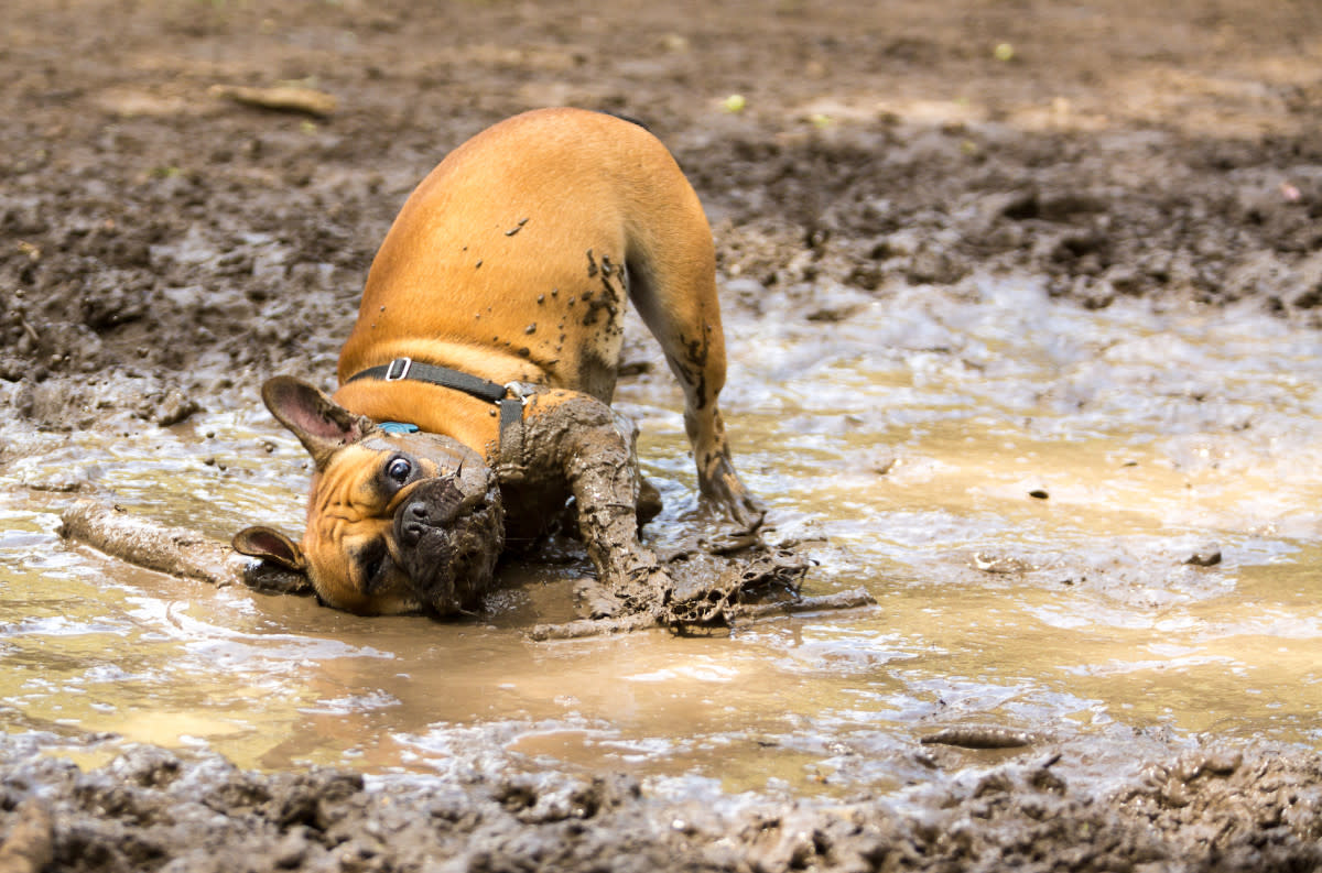 Mud can be a hiking hazard. <p>Will Rodrigues/Shutterstock</p>