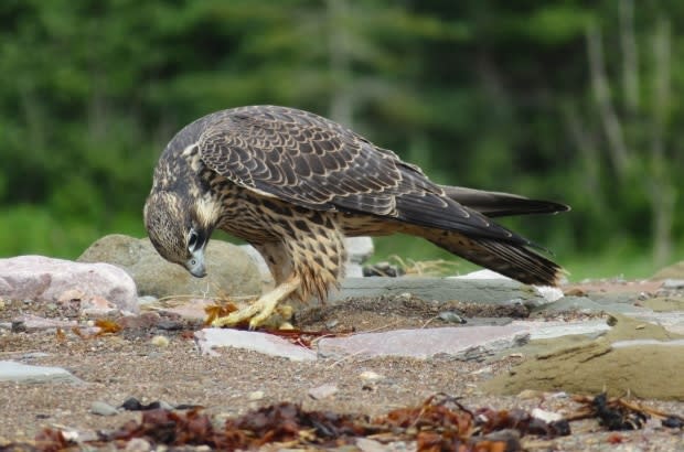 Kevin Snair/Hopewell Rocks