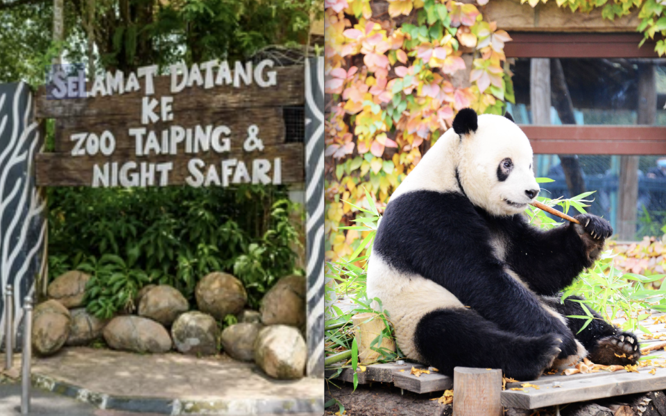 A composite of Taiping Zoo's welcome board with a panda eating bamboo.