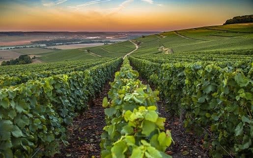 Champagne region in France. -  Seyesphotography