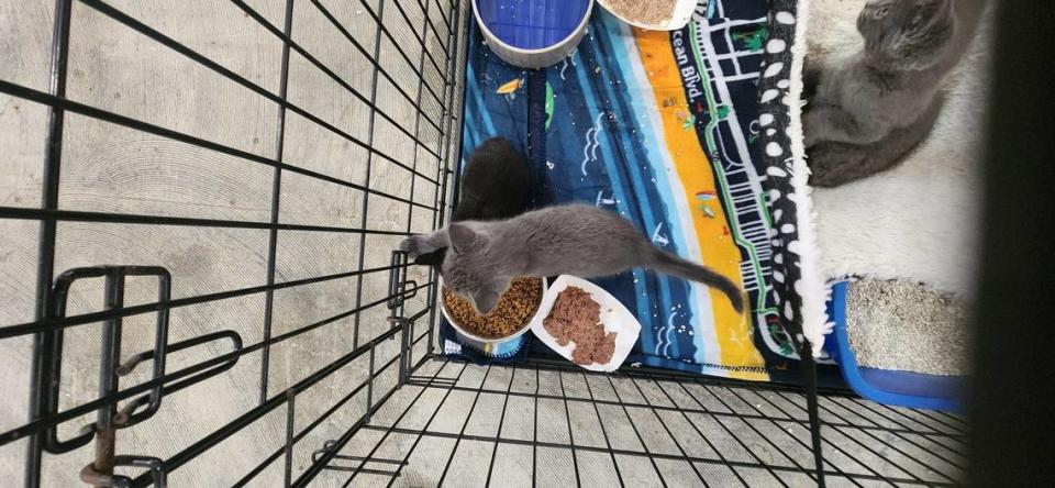 Curious kittens explore their surroundings at a Grand Strand Humane Society satellite site on June 18, 2023.