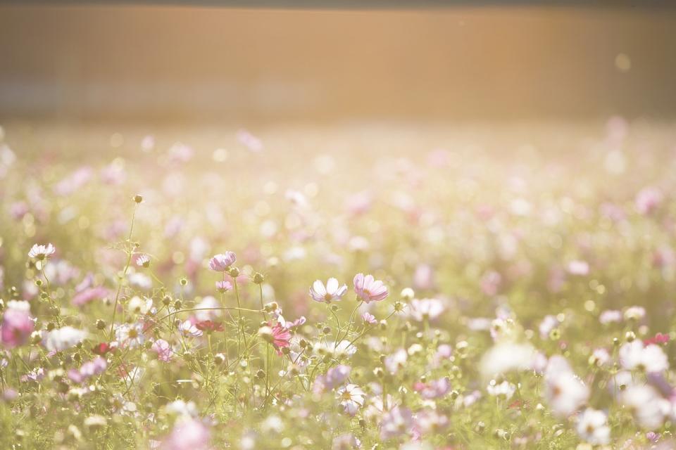 Ticks are thriving in the warmer weather [Photo: Pexels]