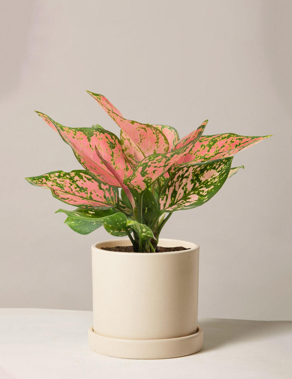 <p><a href="https://go.redirectingat.com?id=74968X1596630&url=https%3A%2F%2Fwww.thesill.com%2Fproducts%2Fseasonal-aglaonema&sref=https%3A%2F%2Fwww.housebeautiful.com%2Fshopping%2Fg4768%2Fbest-friend-gifts%2F" rel="nofollow noopener" target="_blank" data-ylk="slk:Shop Now;elm:context_link;itc:0;sec:content-canvas" class="link ">Shop Now</a></p><p>Aglaonema Wishes Plant</p><p>thesill.com</p><p>$78.00</p><span class="copyright">The Sill</span>