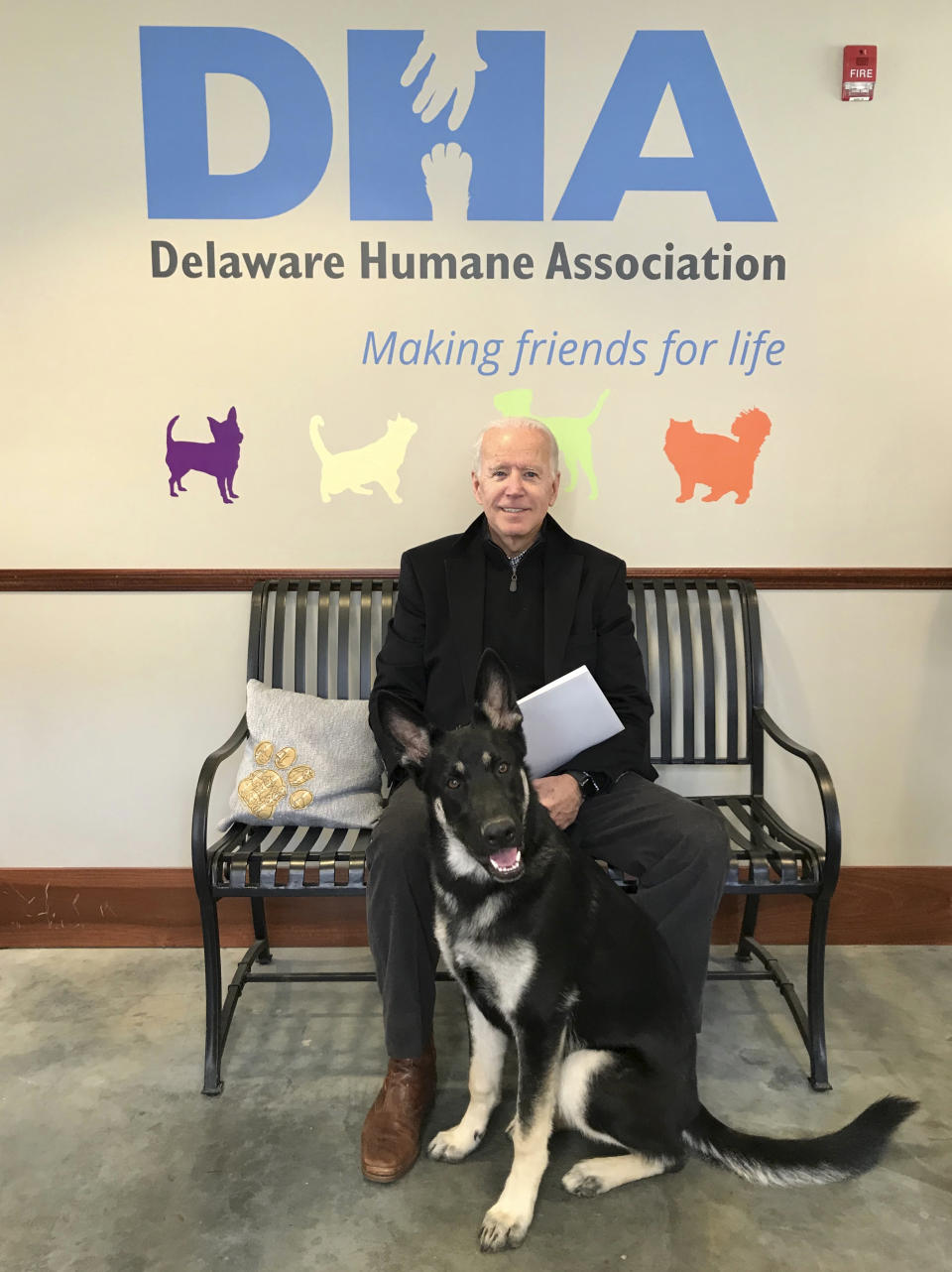 FILE - This Nov. 16, 2018, photo, provided by the Delaware Humane Association shows Joe Biden and his newly-adopted German shepherd Major, in Wilmington, Del. President-elect Biden will likely wear a walking boot for the next several weeks as he recovers from breaking his right foot while playing with his dog Major on Saturday, Nov. 28, 2020, his doctor said. (Stephanie Carter/Delaware Humane Association via AP)