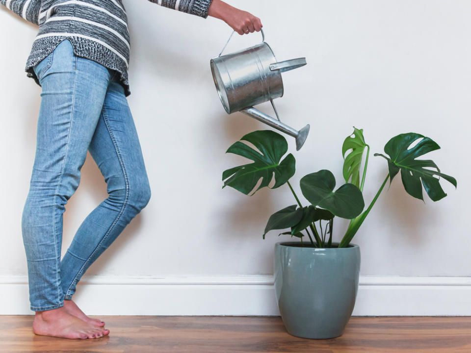 Eine Monstera braucht nicht viel Pflege (Bild: Francois Louw / Shutterstock.com)