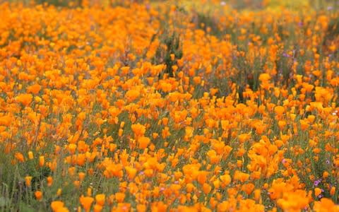 Superbloom