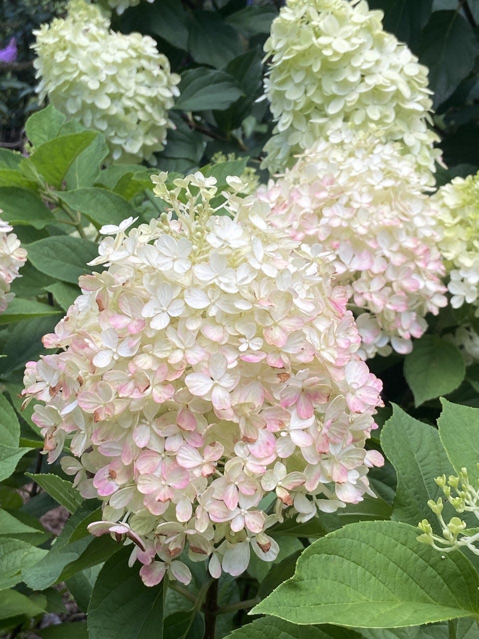 Limelight Prime is the Hydrangea of the Year for Proven Winners. It is smaller in stature than the first Limelight and is easy to fit in the landscape. Here it is starting to show color last July at The Garden Guy’s house in Georgia.